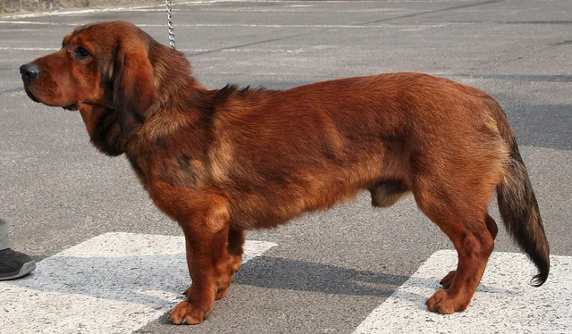 Alpine Dachsbracke
