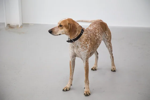 American English Coonhound