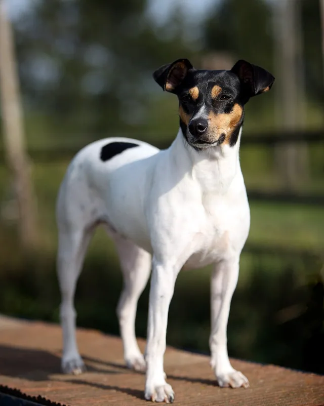 Andalusian Terrier