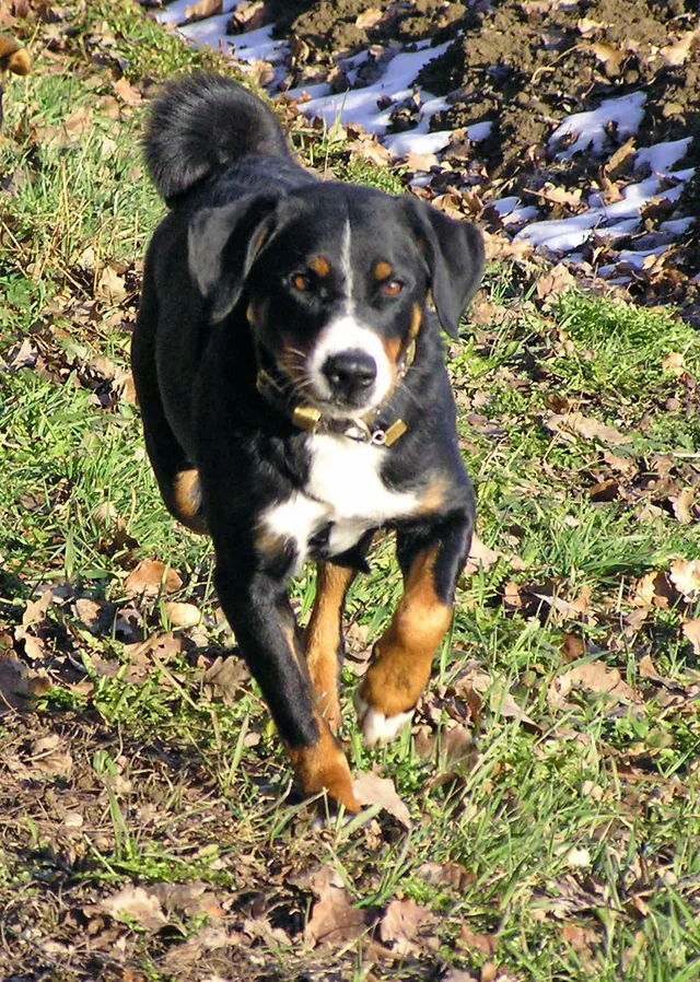 Appenzeller Sennenhund