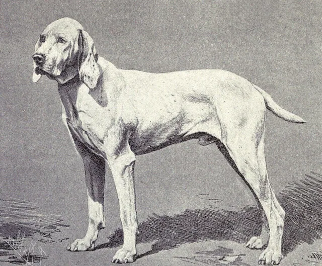 Ariège Pointer