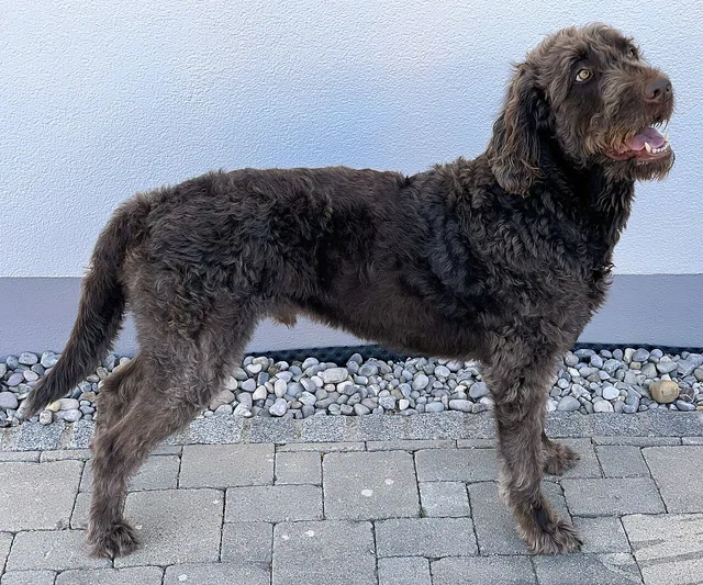 Australian Cobberdog