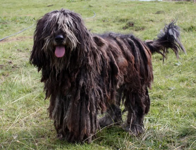 Bergamasco Shepherd