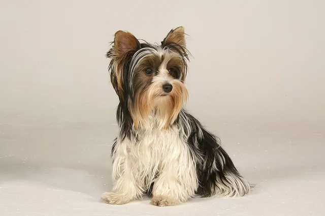 Biewer Terrier
