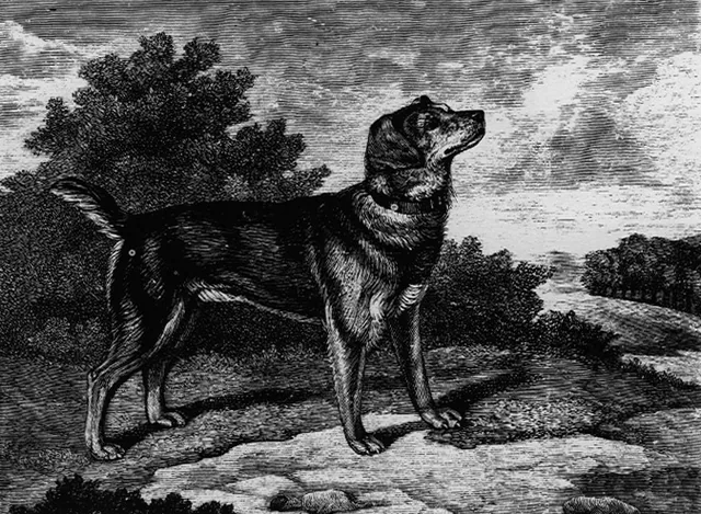 Black and Tan Terrier