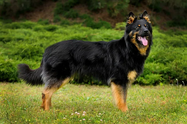 Bohemian Shepherd