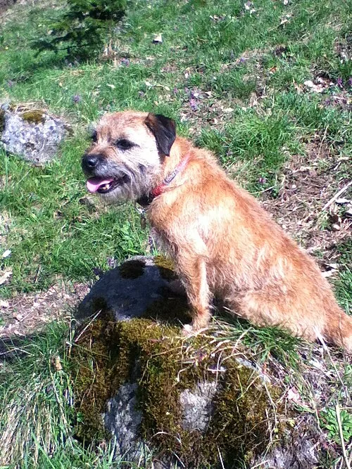 Border Terrier