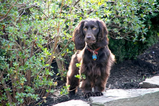 Boykin Spaniel