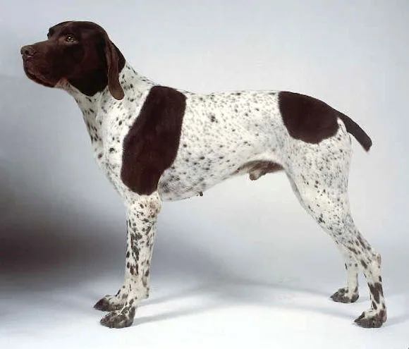 Braque Français