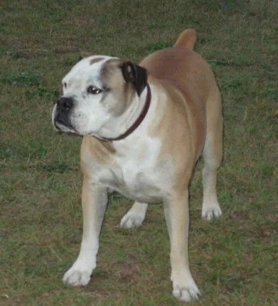 Campeiro Bulldog