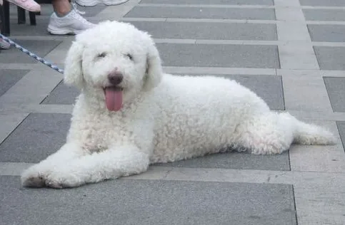 Cantabrian Water Dog