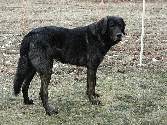Castro Laboreiro Dog