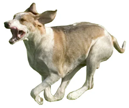 Chien Français Blanc et Orange