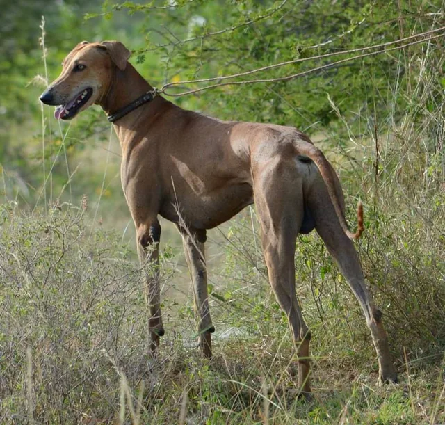 Chippiparai