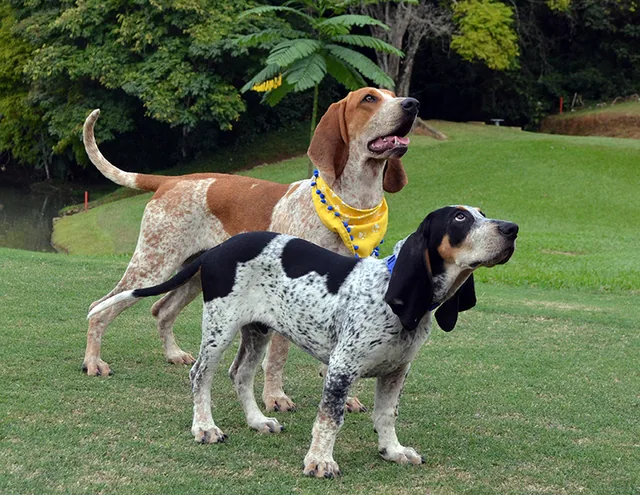 Colombian Fino Hound