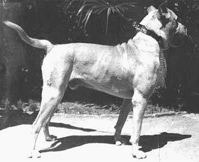 Córdoba Fighting Dog