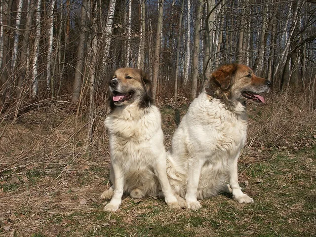Czech Mountain Dog