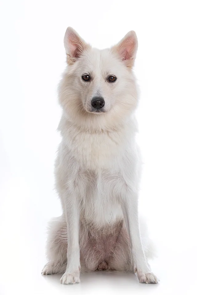 Danish Spitz