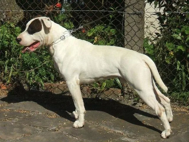 Dogue Brasileiro