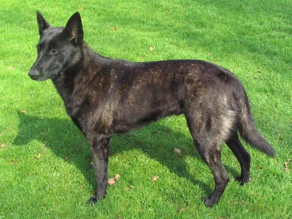 Dutch Shepherd