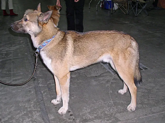 East Siberian Laika