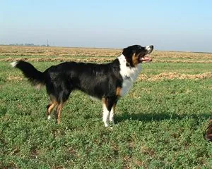 English Shepherd