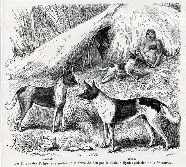 Fuegian dog