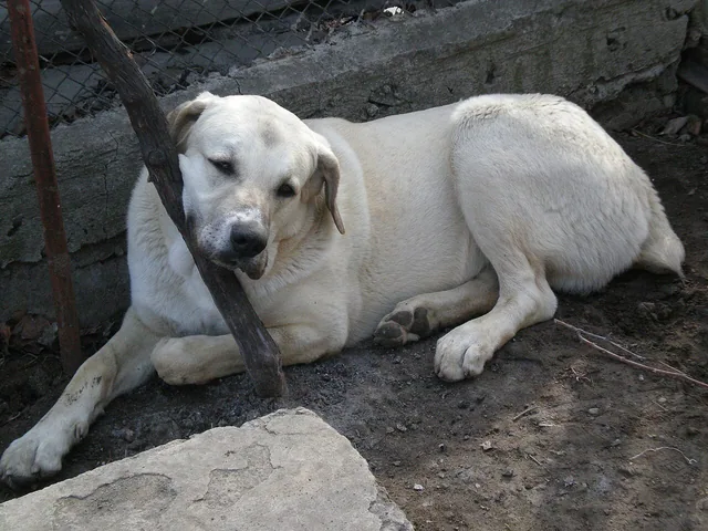 Georgian Shepherd