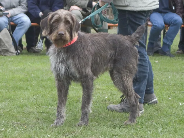 German Roughhaired Pointer