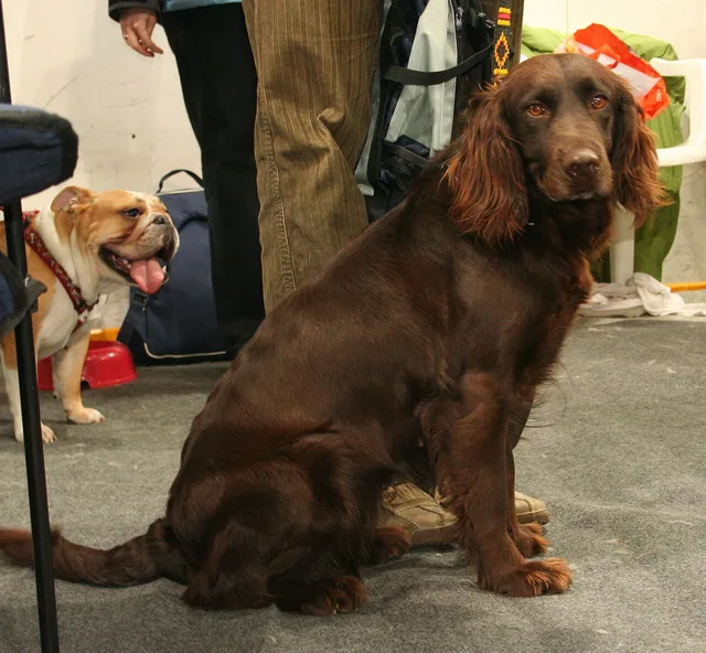 German Spaniel