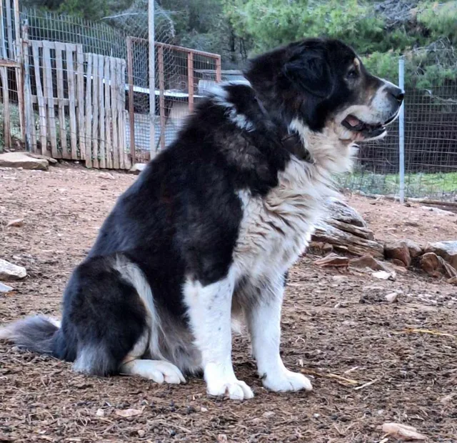 Greek Shepherd
