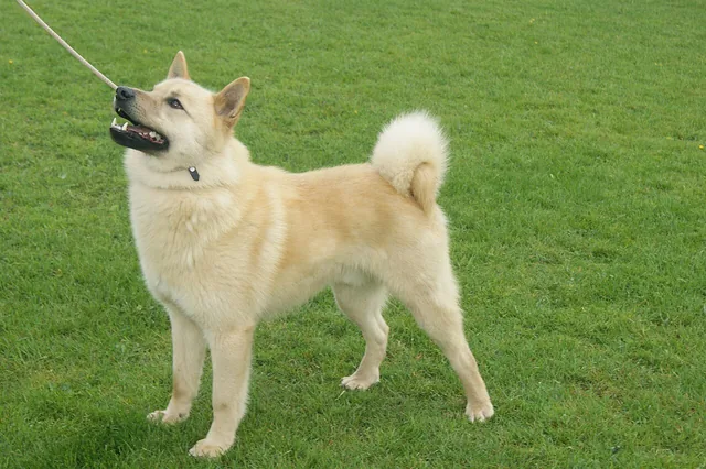 Hällefors Elkhound