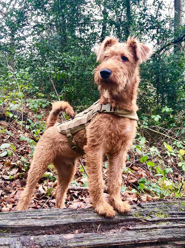 Irish Terrier
