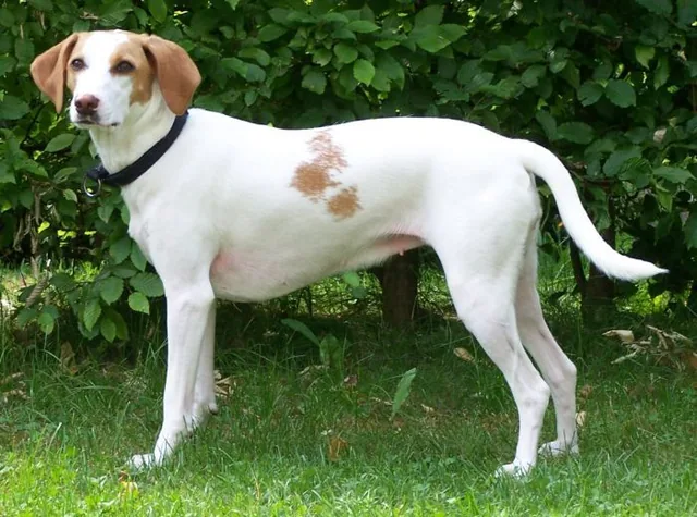 Istrian Shorthaired Hound