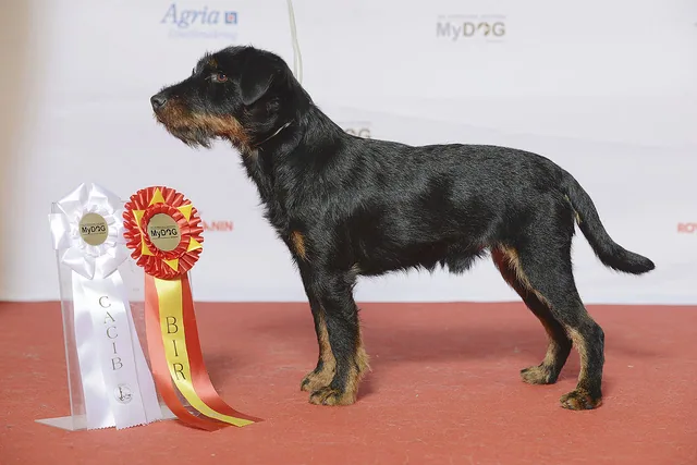 Jagdterrier