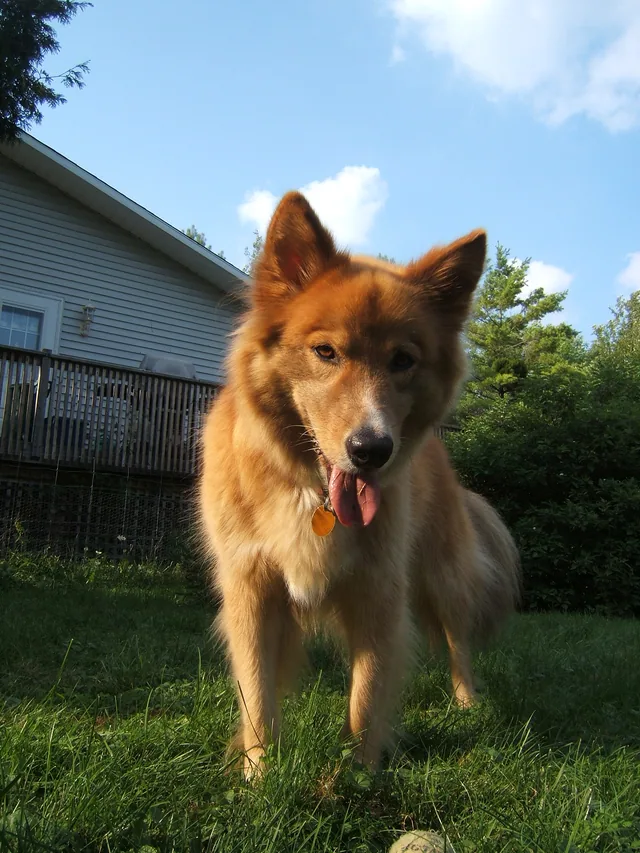 Karelo-Finnish Laika