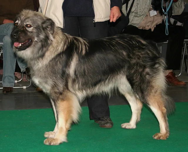 Karst Shepherd