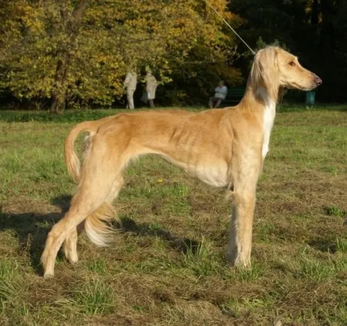 Kazakh Tazy