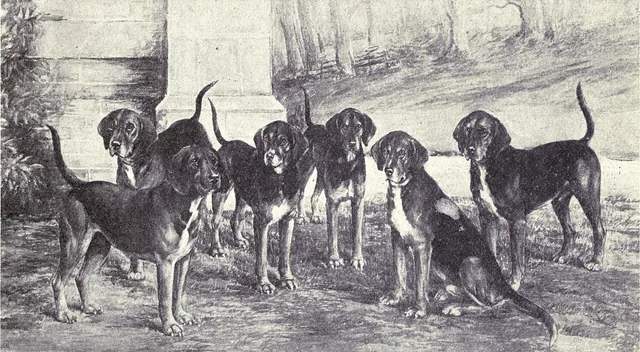 Kerry Beagle