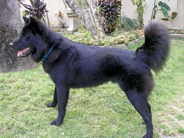 Kintamani