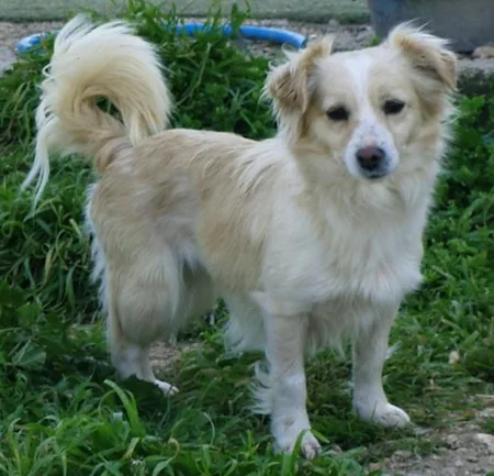 Kokoni