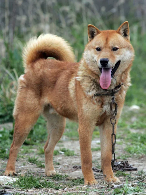 Korean Jindo
