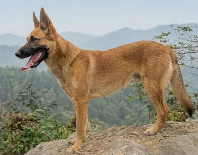 Kunma Dog