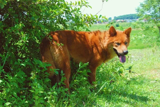 Lài Dog