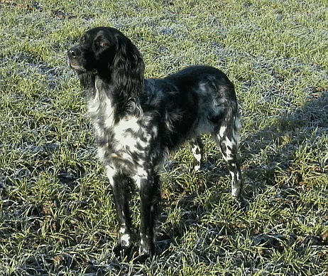 Large Münsterländer