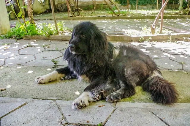 Macedonian Shepherd Dog