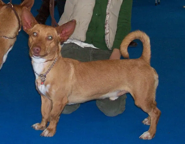 Maneto