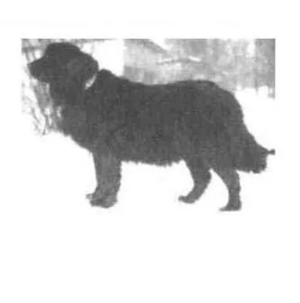 Moscow Water Dog