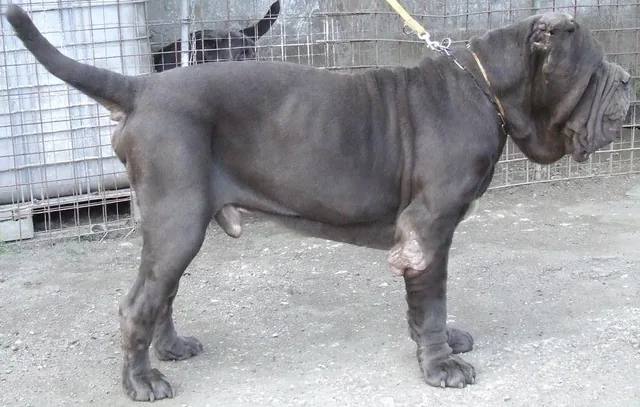Neapolitan Mastiff