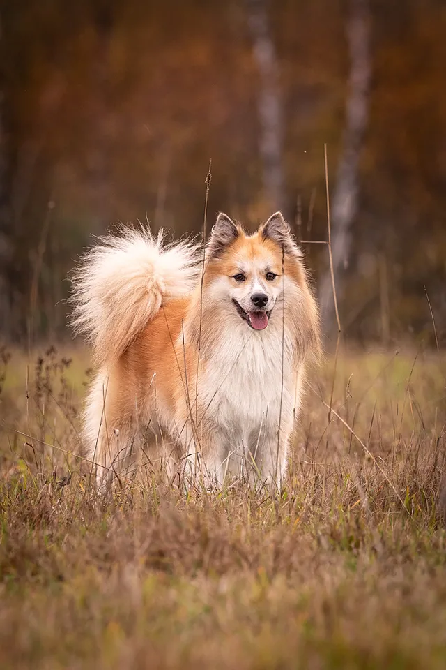 Nenets Herding Laika
